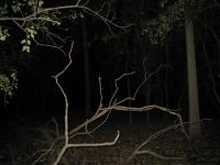 Chicago Ghost Hunters Group investigates Robinson Woods (201).JPG